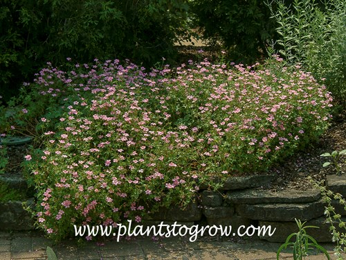 Geranium John Elsley
(early July)